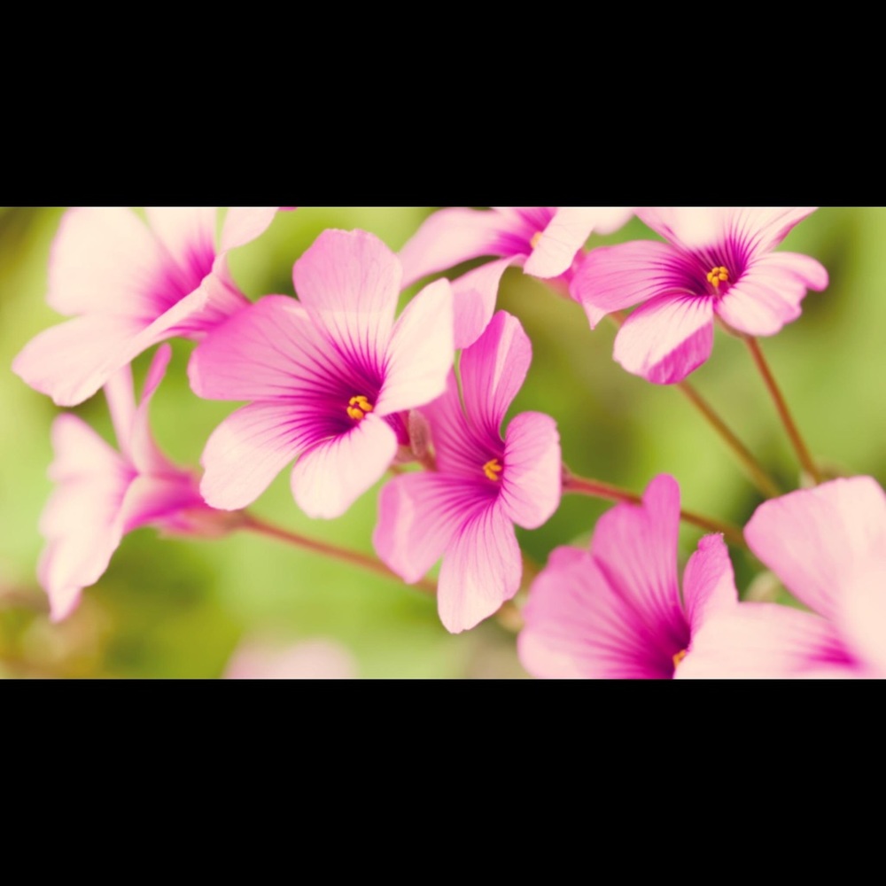 Meet your Posher, Michele